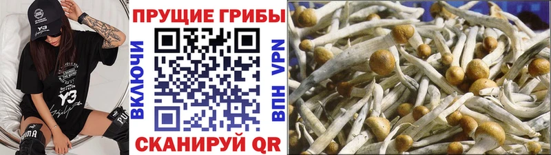 Галлюциногенные грибы GOLDEN TEACHER  Чекалин 